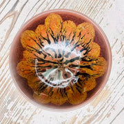 reddish money tree jianware teacup